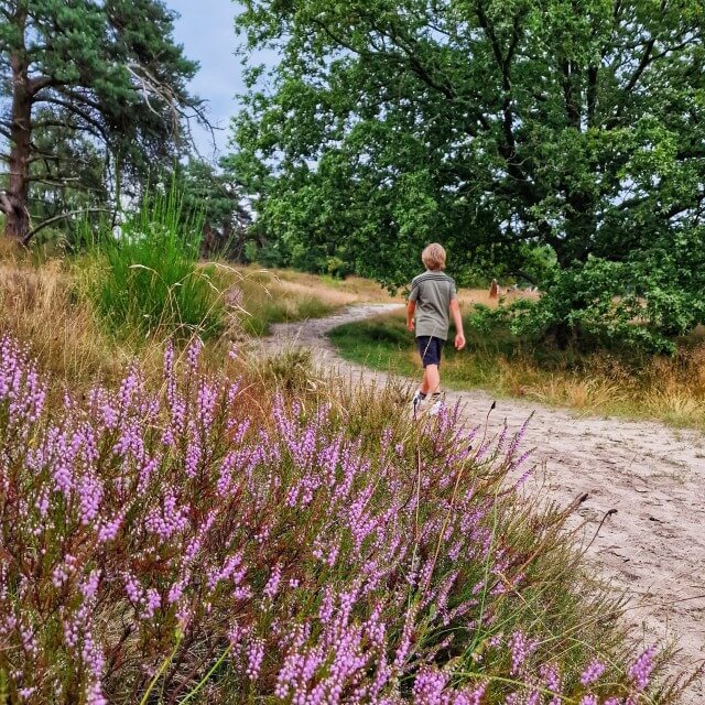 Absoluut een van onze favoriete heidegebieden voor een heidewandeling: de Limitische Heide en de Vliegheide, bij parkeerplaats Nieuw Bussumerheide. 