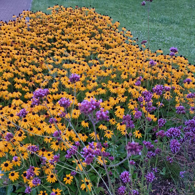 Het park is mooi aangelegd, met rond het centrumgebouw veel bloemen, bij ons was dit zonnehoed en verbena. Ook in de straatjes naar de huisjes staan allerlei struiken, zoals helmgras, bessenstruiken en vlinderstruiken. Bovendien zijn er veel speeltuintjes verspreid over het park.