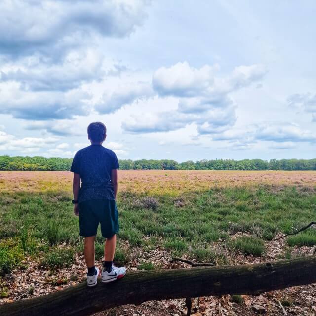 Wandelen langs de heide in Nationaal Park de Hoge Veluwe.