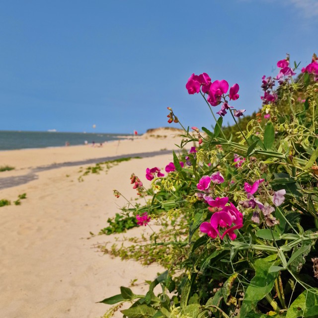 Het Zwin is een uitloper van de zee op de grens van Nederland en België. Er is een mooi strand, maar toen wij er op een winderige dag waren, was de zee onstuimiger dan bijvoorbeeld in Cadzand. Het is een prachtig natuurgebied om te wandelen of fietsen, vol vogels.