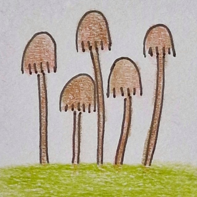 Heerlijk als het buiten koud en nat is: samen tekenen aan de keukentafel. Zo tekenden we deze paddenstoelen in het gras.