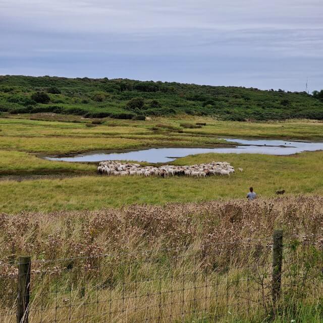 Schapen in de Verdronken Polder.